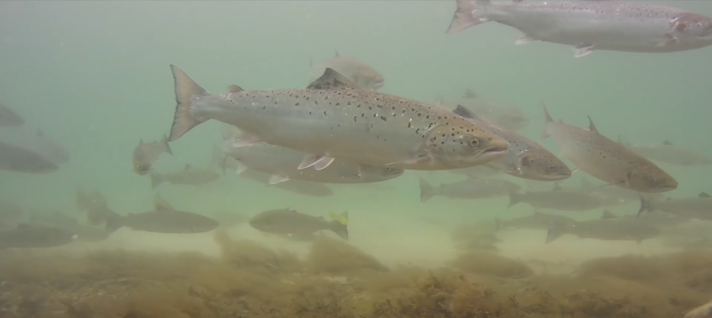 Trout underwater.